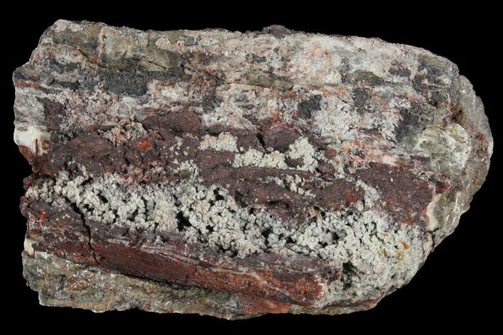 Devonian Petrified Wood (Callixylon) Section - Oldest True Wood #102054